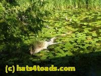 /home//u458753944/public_html/sourcegallery////////////////////////Frogs/Bullfrogs 2016-08 Ontario/P8150206.JPG